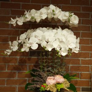 White Orchid