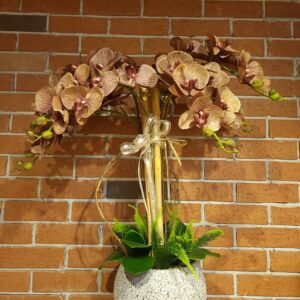 Brown Orchid