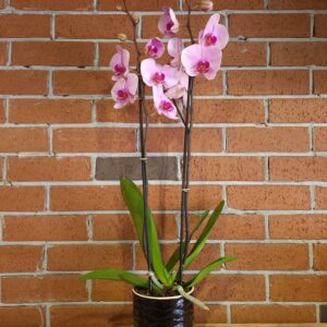 Pink Orchid