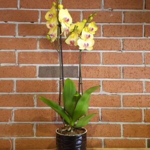 Yellow Orchid