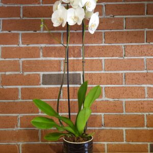 White Orchid