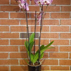 Striped Pink Orchid